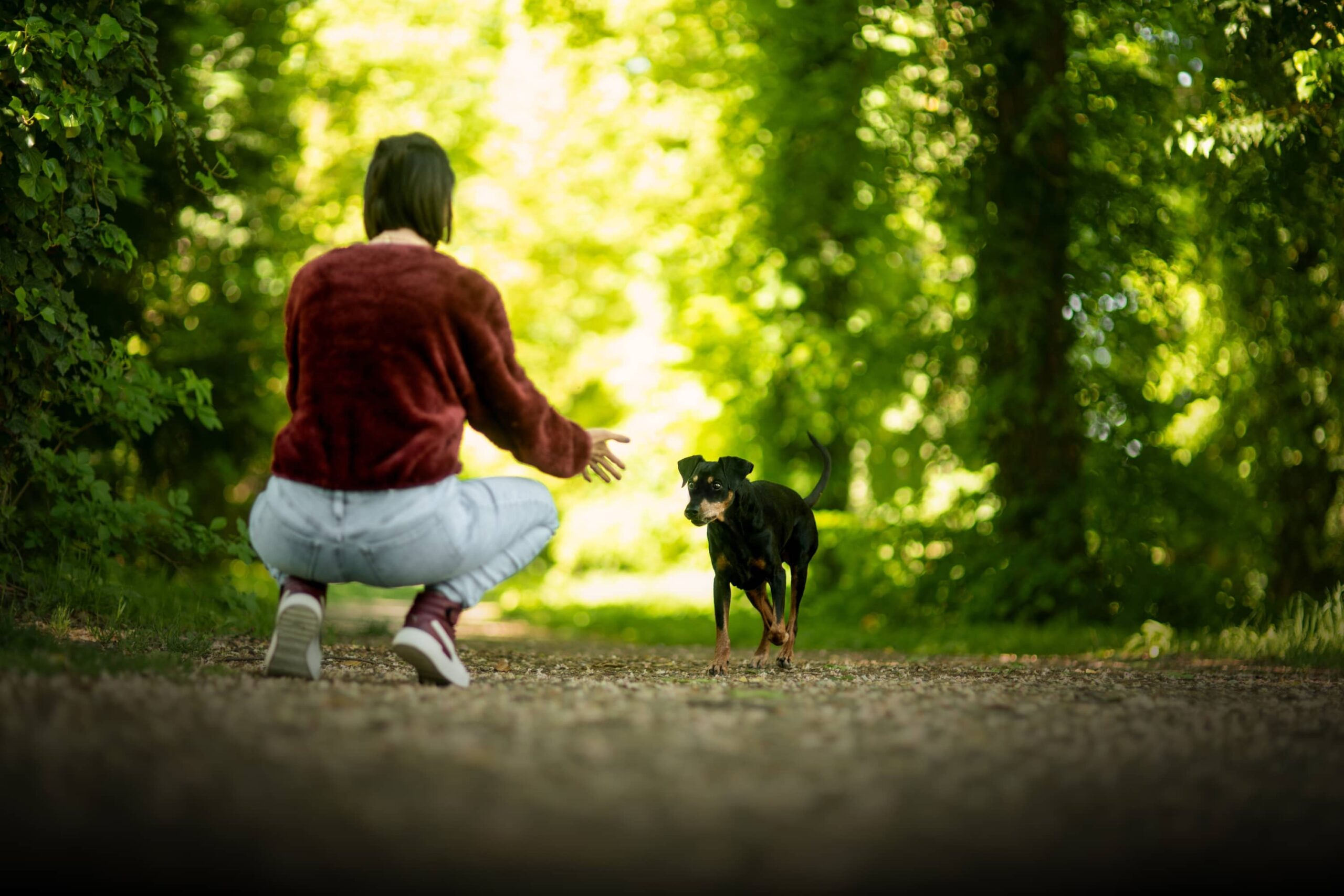 workshop-hund-sicherheit-geben