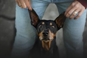frustrationstoleranz-beim-hund