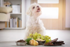 vergiftung-hund