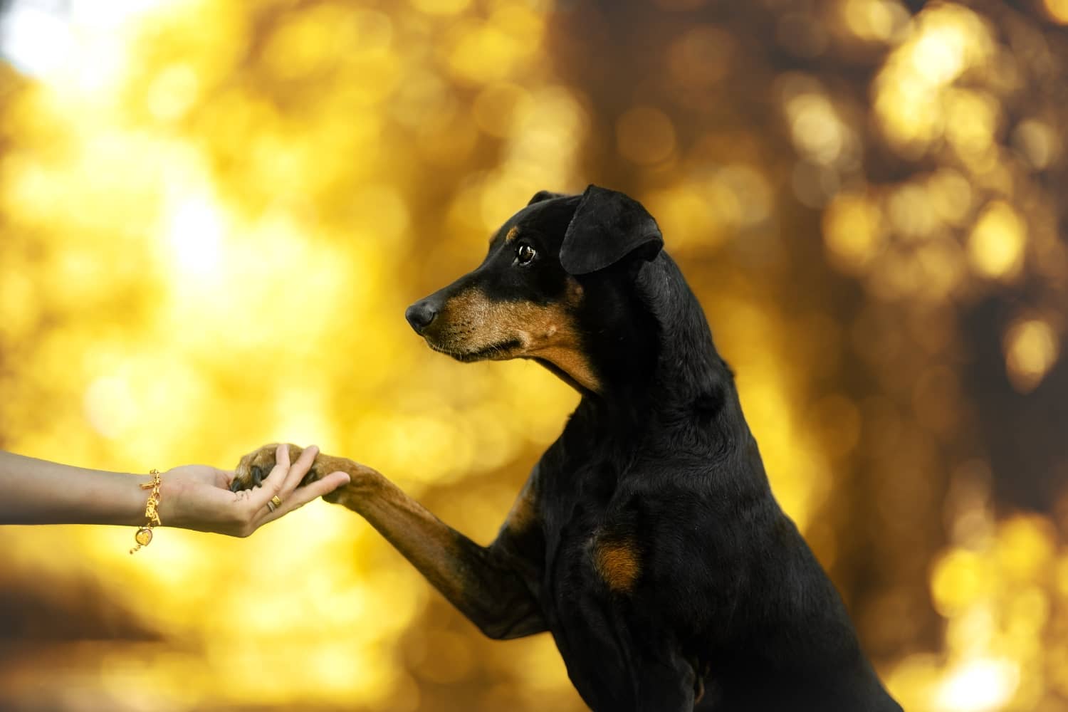 bindung-zum-hund-aufbauen